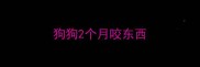 狗狗2个月咬东西
