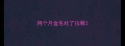 两个月金毛吐了拉稀