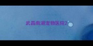 武昌南湖宠物医院
