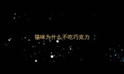 猫咪为什么不吃巧克力