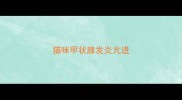 猫咪甲状腺发炎亢进