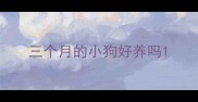 三个月的小狗好养吗