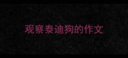观察泰迪狗的作文