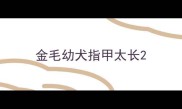 金毛幼犬指甲太长