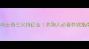 哈士奇三火特征全养狗人必看养宠指南