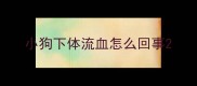 小狗下体流血怎么回事