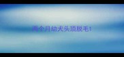 两个月幼犬头顶脱毛