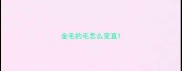 金毛的毛怎么变直