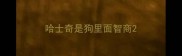 哈士奇是狗里面智商