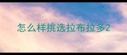 怎么样挑选拉布拉多