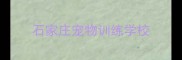 石家庄宠物训练学校