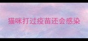 猫咪打过疫苗还会感染