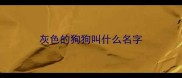 灰色的狗狗叫什么名字
