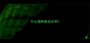 什么猫咪最适合养