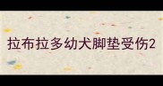 拉布拉多幼犬脚垫受伤
