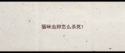 猫咪虫卵怎么杀死