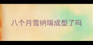 八个月雪纳瑞成型了吗