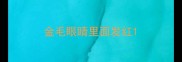 金毛眼睛里面发红