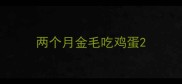 两个月金毛吃鸡蛋