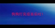 狗狗打完疫苗后吐