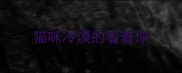 猫咪冷漠的看着你