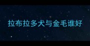 拉布拉多犬与金毛谁好