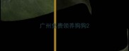 广州免费领养狗狗
