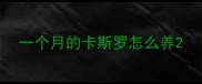一个月的卡斯罗怎么养