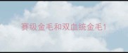 赛级金毛和双血统金毛