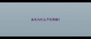 金毛为什么不吃狗粮
