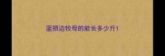 蓝损边牧母的能长多少斤