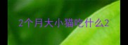 2个月大小猫吃什么