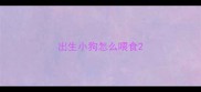 出生小狗怎么喂食