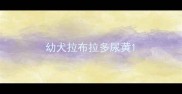 幼犬拉布拉多尿黄