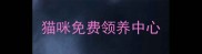 猫咪免费领养中心