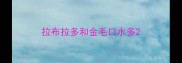拉布拉多和金毛口水多
