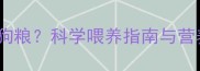 八个月泰迪每天吃多少狗粮科学喂养指南与营养配比全附喂食表