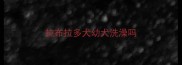 拉布拉多犬幼犬洗澡吗