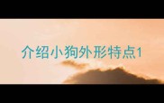 介绍小狗外形特点
