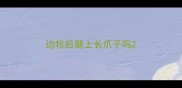 边牧后腿上长爪子吗