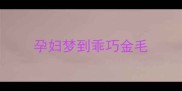 孕妇梦到乖巧金毛