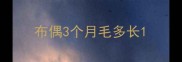 布偶3个月毛多长