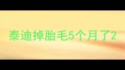 泰迪掉胎毛5个月了