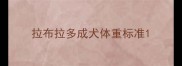 拉布拉多成犬体重标准