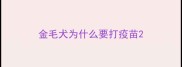 金毛犬为什么要打疫苗
