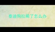 泰迪狗拉稀了怎么办