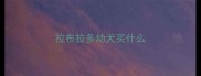 拉布拉多幼犬买什么