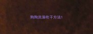 狗狗洗澡吹干方法