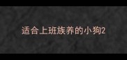 适合上班族养的小狗