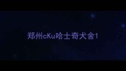 郑州cKu哈士奇犬舍